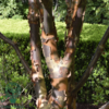 Acer griseum, Papirbarkløn
