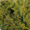 Thujopsis dolobrata 'Nana', dværg-Hønsebenstræ