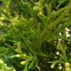 Thujopsis dolobrata 'Nana', dværg-Hønsebenstræ