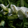 Lathyrus latifolius 'Weisse Perle', Flerårig Ærteblomst