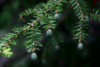 Tsuga canadensis 'Nana, Dværg Skarntydegran, Hemlock