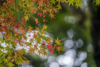 Acer palmatum, Japansk løn