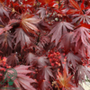 Acer palmatum 'Atropurpureum', Rødbladet japansk løn