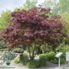 Acer palmatum 'Atropurpureum', Rødbladet japansk løn