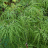 Acer palmatum 'Dissectum viride', Japansk løn