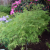 Acer palmatum 'Dissectum viride', Japansk løn