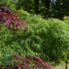 Acer palmatum 'Dissectum viride', Japansk løn