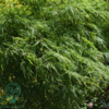 Acer palmatum 'Dissectum viride', Japansk løn