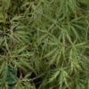 Acer palmatum 'Dissectum viride', Japansk løn