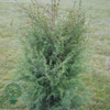 Juniperus communis 'Hibernica', Søjleene