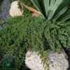Juniperus procumbens 'Nana', Krybende Ene