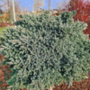 Juniperus squamatra 'Blue Star', Dværg Ene