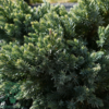 Juniperus squamatra 'Blue Star', Dværg Ene