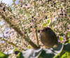 Aralia elata, Fandenspaderestok