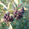 Aronia prunifolia 'Aron', Surbær (barrods)