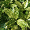Aucuba jap. 'Variegata', Aucuba