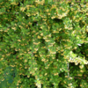 Berberis thunbergii, Berberis