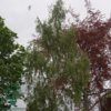 Betula pendula 'Dalecarlica', Fligbladet Hængebirk