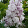 Syringa vulgaris 'Beauty of Moscow', Ægte syren