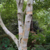 Betula utilis, Himalayabirk