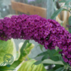 Buddleja davidii 'Royal Red', Sommerfuglebusk