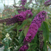 Buddleja davidii 'Royal Red', Sommerfuglebusk