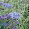 Buddleja davidii 'Nanho Blue', Sommerfuglebusk