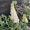 Buddleja davidii 'White Profusion', Sommerfuglebusk