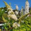 Buddleja davidii 'White Profusion', Sommerfuglebusk