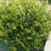 Buxus microphylla ´Faulkner´, Buksbom