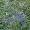 Caryopteris clandonensis 'Heavenly Blue', Blåskæg