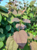 Cercidiphyllum japonicum, Alm. hjertetræ