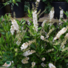 Clethra alnifolia 'Clea', Liljekonvalbusk