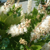 Clethra alnifolia 'Clea', Liljekonvalbusk