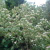 Cornus kousa, Koreakornel