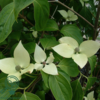 Cornus kousa 'China girl', Koreakornel