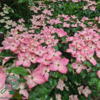 Cornus kousa 'Satomi', Koreakornel
