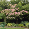 Cornus kousa 'Satomi', Koreakornel