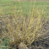 Cornus serica 'Flaviramea', Gulgrenet kornel