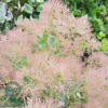 Cotinus cog. 'Young Lady', Parykbusk