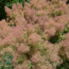 Cotinus cog. 'Young Lady', Parykbusk