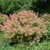 Cotinus cog. 'Young Lady', Parykbusk