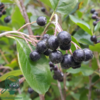 Aronia prunifolia 'Viking', Surbær