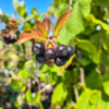 Aronia prunifolia 'Viking', Surbær