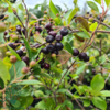 Aronia prunifolia 'Viking', Surbær