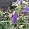 Buddleja davidii 'Empire Blue', Sommerfuglebusk