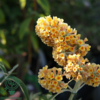 Buddleja weyeriana 'Sungold', Sommerfuglebusk