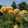 Buddleja weyeriana 'Sungold', Sommerfuglebusk