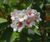 Abelia grandiflora, Abelia