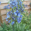 Agapanthus africanus
